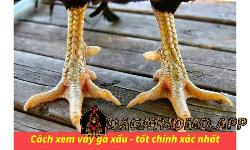 Hướng dẫn xem vảy gà cơ bản chủ kê nào cũng nên biết