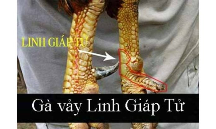 Hướng dẫn xem vảy gà linh giáp tự