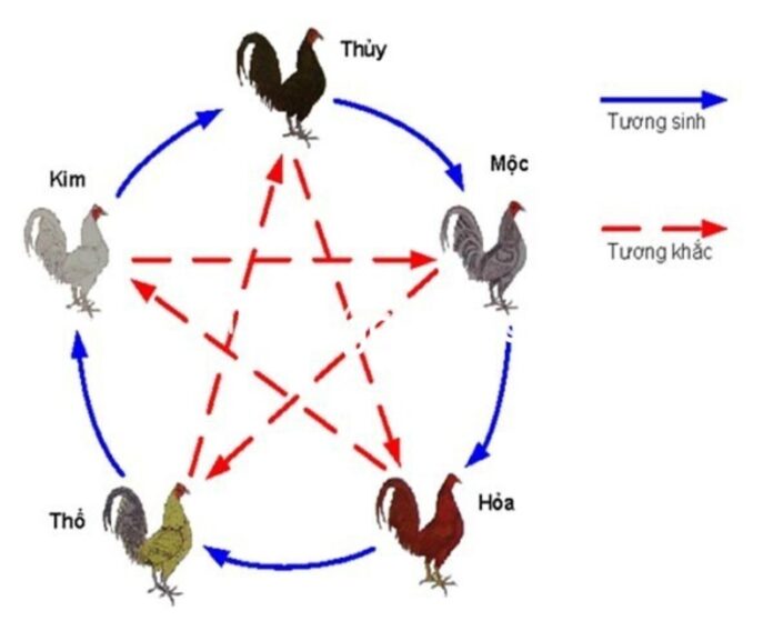 Các màu mạng gà đá phổ biến nhất