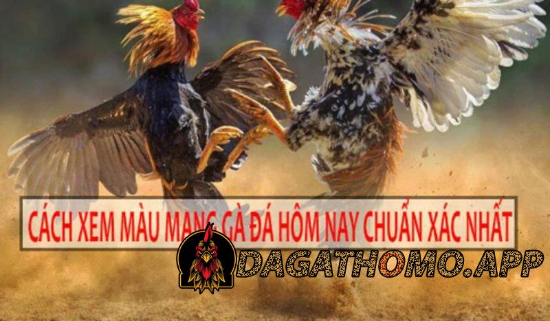 Các cách xem màu mạng gà đá chuẩn như cao thủ