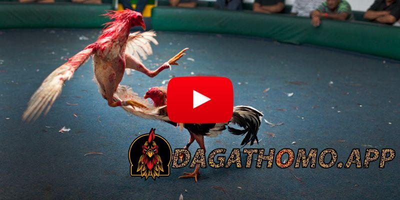 dagathomo.la cung cấp nhiều mức cược khác nhau khi tham gia đá gà Campuchia