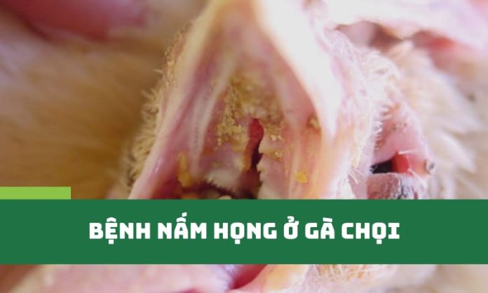 Tìm hiểu bệnh nấm họng ở gà